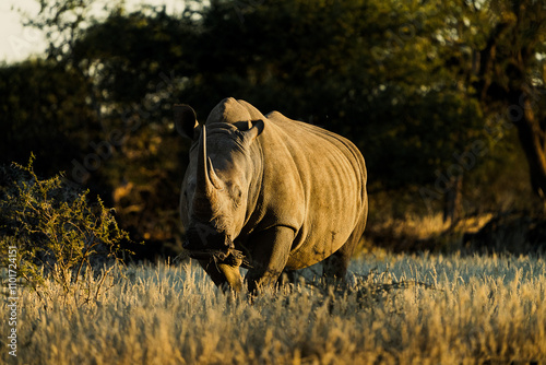Nashorn in Namibia