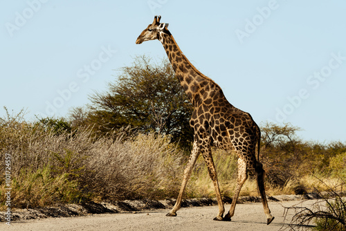 Giraffe am spazieren