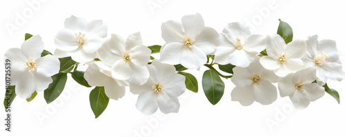 Delicate White Blossoms, A Stunning Floral Arrangement of Pure White Flowers with Lush Green Leaves, Isolated on White Background