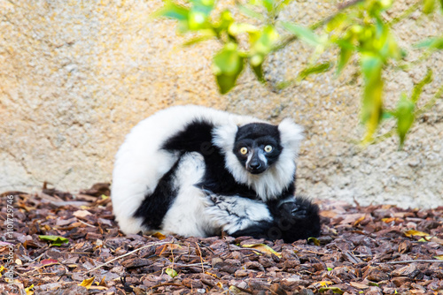 black and white variegated lemur Varecia variegata