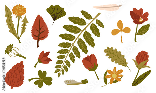 set of vector illustrations of autumn foliage, flowers, seeds, in a flat style. Dried leaves and berries of different trees are highlighted on a white. Forest flora. Herbarium, dry flowers, storage