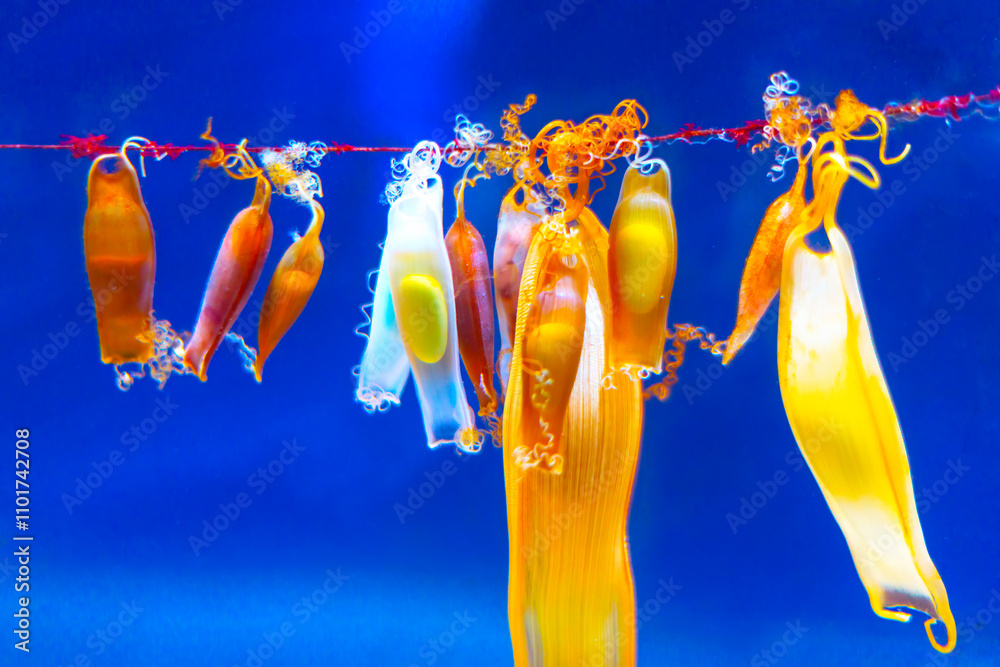 Shark egg cases also known as mermaid's purses, attached to a piece of seaweed or a similar structure underwater. Egg cases vary in color and transparency, with some showing developing embryos inside