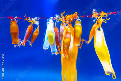 Obraz na płótnie Shark egg cases also known as mermaid's purses, attached to a piece of seaweed or a similar structure underwater. Egg cases vary in color and transparency, with some showing developing embryos inside w salonie
