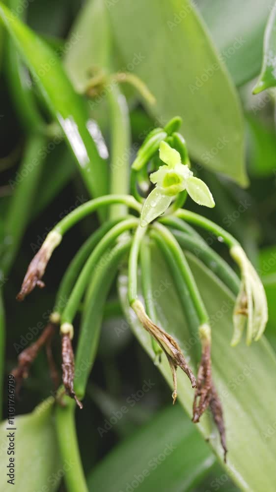 vanilla planifolia flower and one to two weeks growing beans or pod on vine vanilla planifolia flower and one to two weeks growing beans or pod on vine