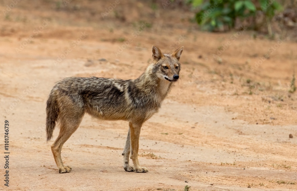 A Indian Golden Jackal is searching for food in the middle of the jungle. A Indian Golden Jackal is searching for food in the middle of the jungle.