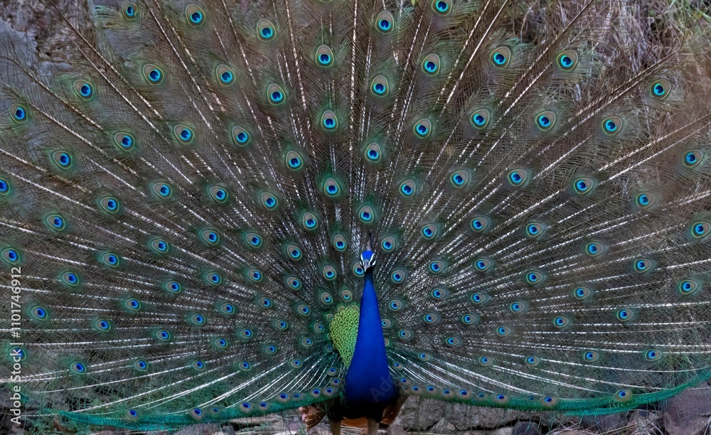 Obraz premium A close-up photograph of a Indian peafowl.