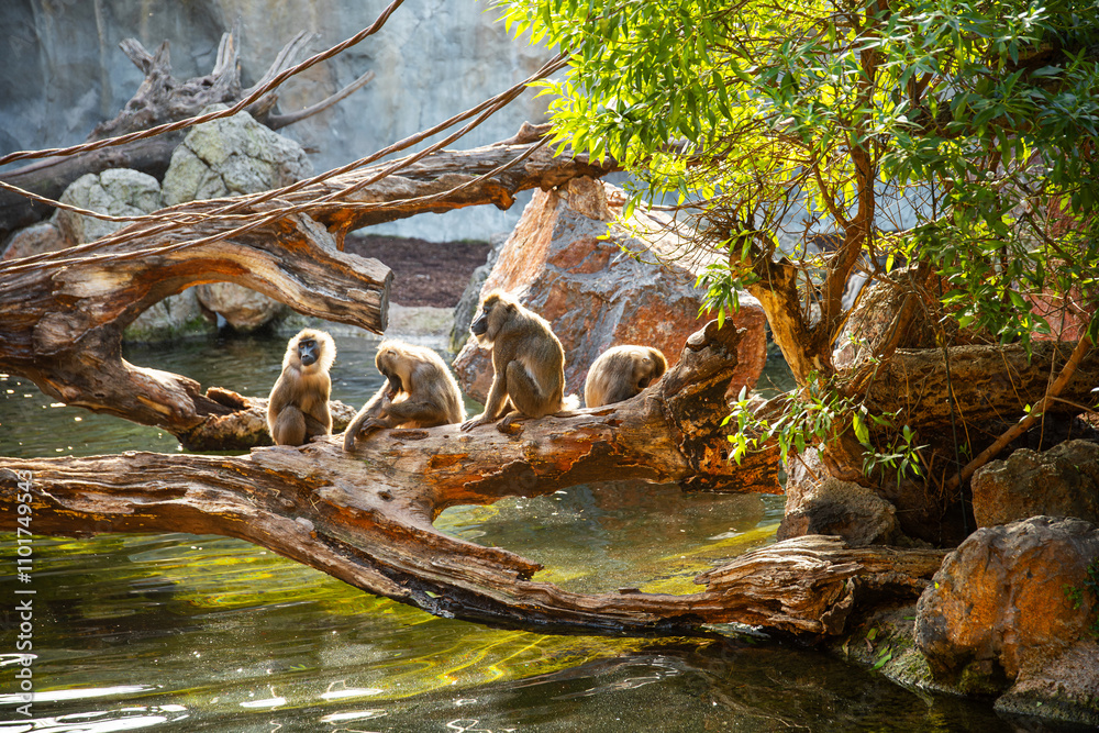 group of baboons group of baboons