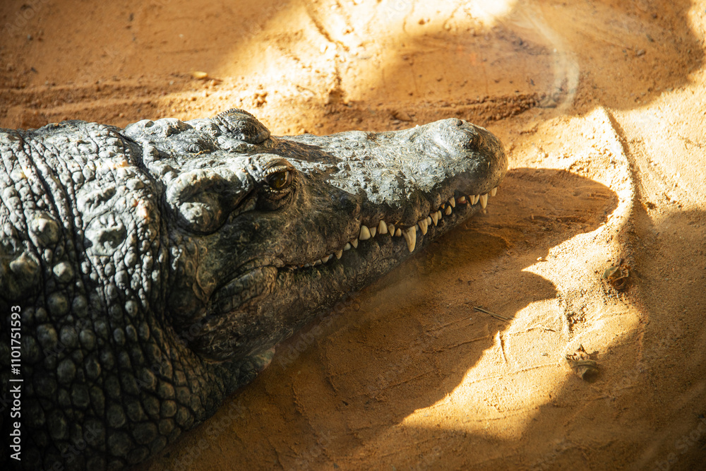 Fototapeta premium African crocodile