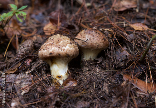 とれたてのマツタケ