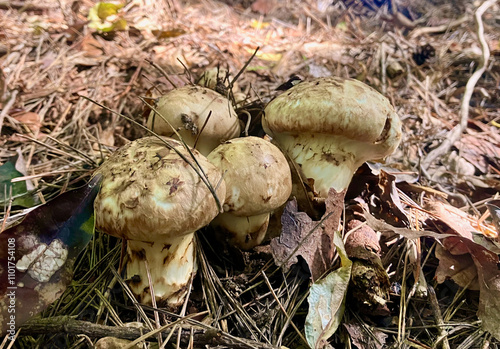 とれたてのマツタケ