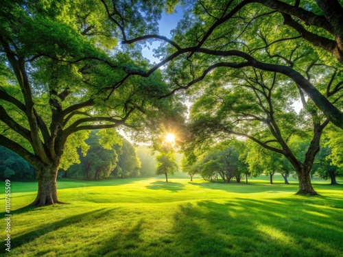 Lush Green Lawn Under a Canopy of Trees for Nature Concepts