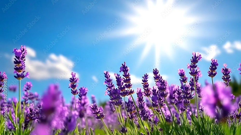 Fototapeta premium Vibrant Lavender Field Under Bright Blue Sky - Serene and Fragrant Natural Scenic Landscape