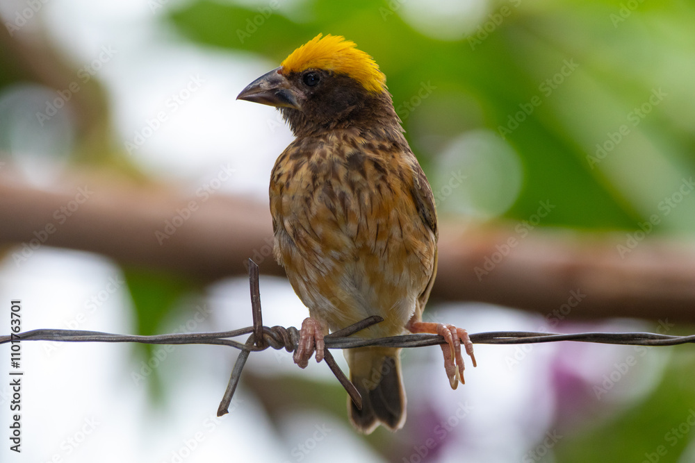 The Asian golden weaver (Ploceus hypoxanthus) is a species of bird in the family Ploceidae The Asian golden weaver (Ploceus hypoxanthus) is a species of bird in the family Ploceidae