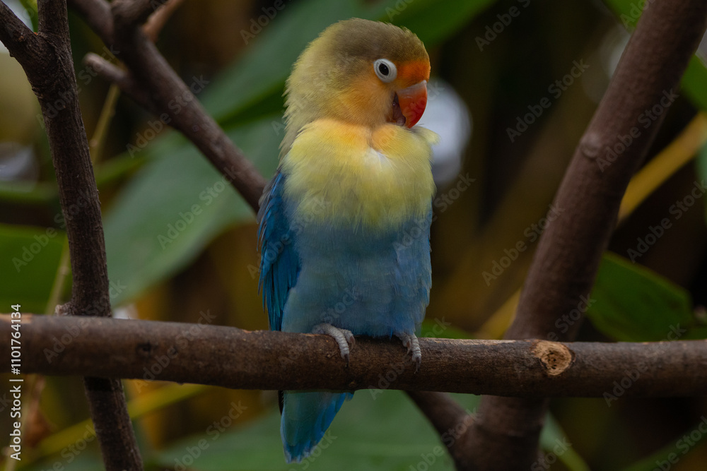 Fischer's lovebird (Agapornis fischeri) is a small parrot species of the genus Agapornis Fischer's lovebird (Agapornis fischeri) is a small parrot species of the genus Agapornis