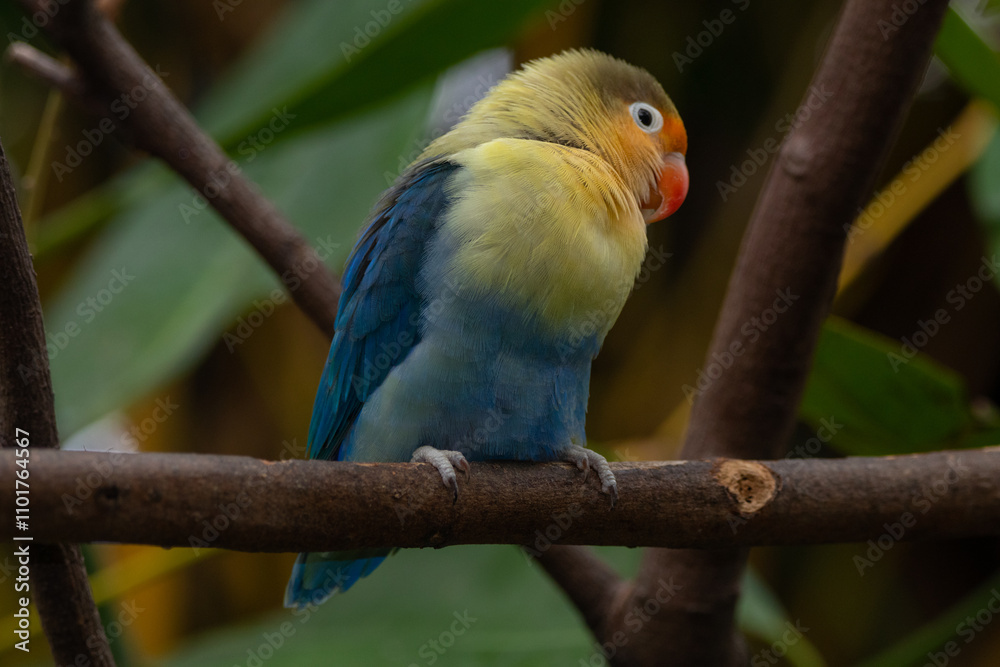 Obraz premium Fischer's lovebird (Agapornis fischeri) is a small parrot species of the genus Agapornis