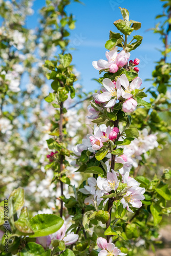 Malus sieversii Asiatischer Wildapfel Detail Blüte