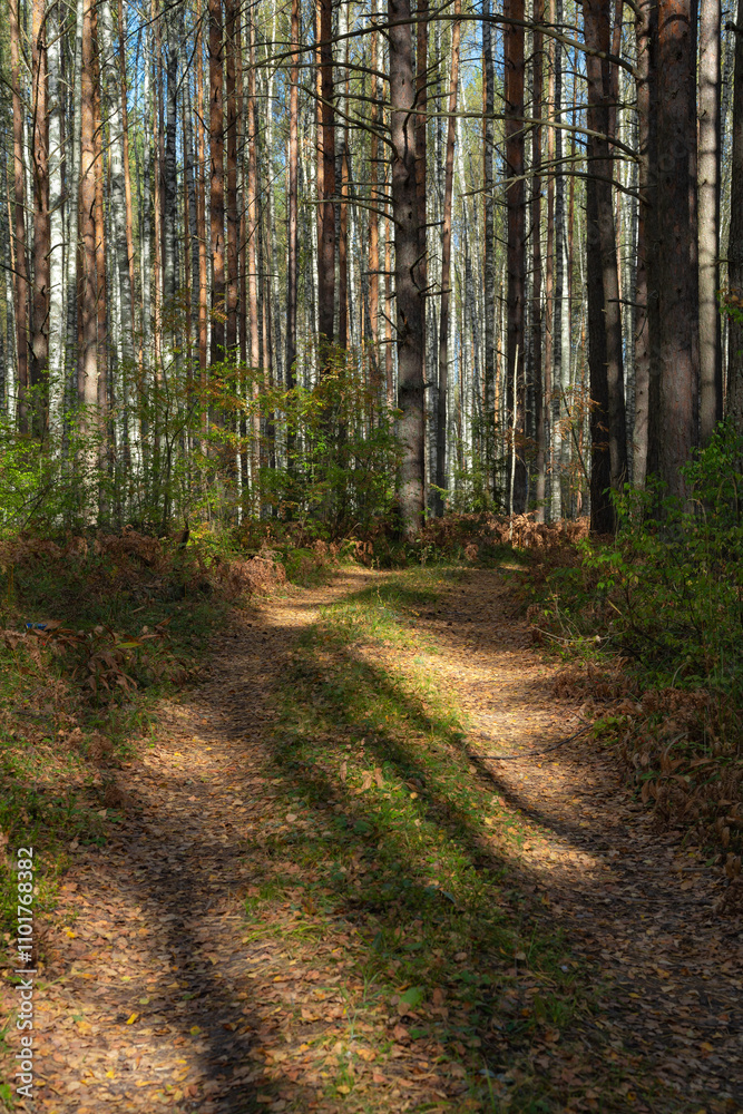 Fototapeta premium autumn landscape with a rural road and yellow trees, cloudy day