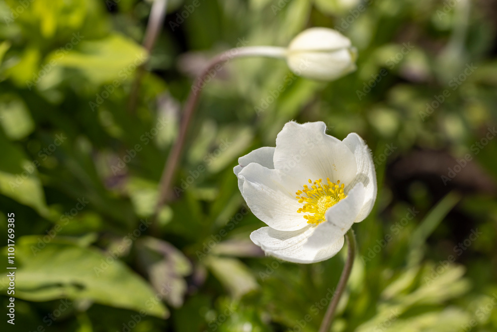 White anemone nemorosa blooming in spring sunlight White anemone nemorosa blooming in spring sunlight