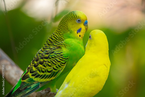Quadro su tela The budgerigar (Melopsittacus undulatus), also known as the common parakeet, she