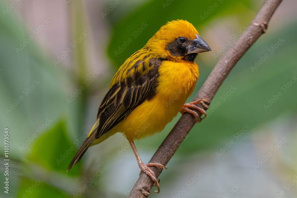 Fototapeta premium The Asian golden weaver (Ploceus hypoxanthus) is a species of bird in the family Ploceidae