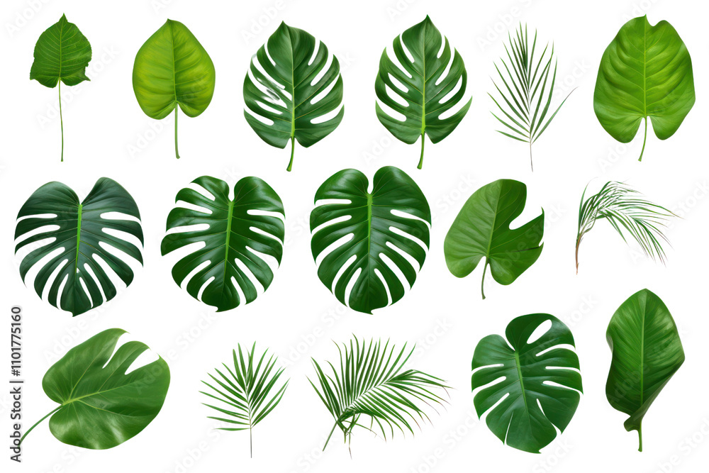 Fototapeta premium A collection of assorted green tropical leaves, including monstera and palm, isolated on white background