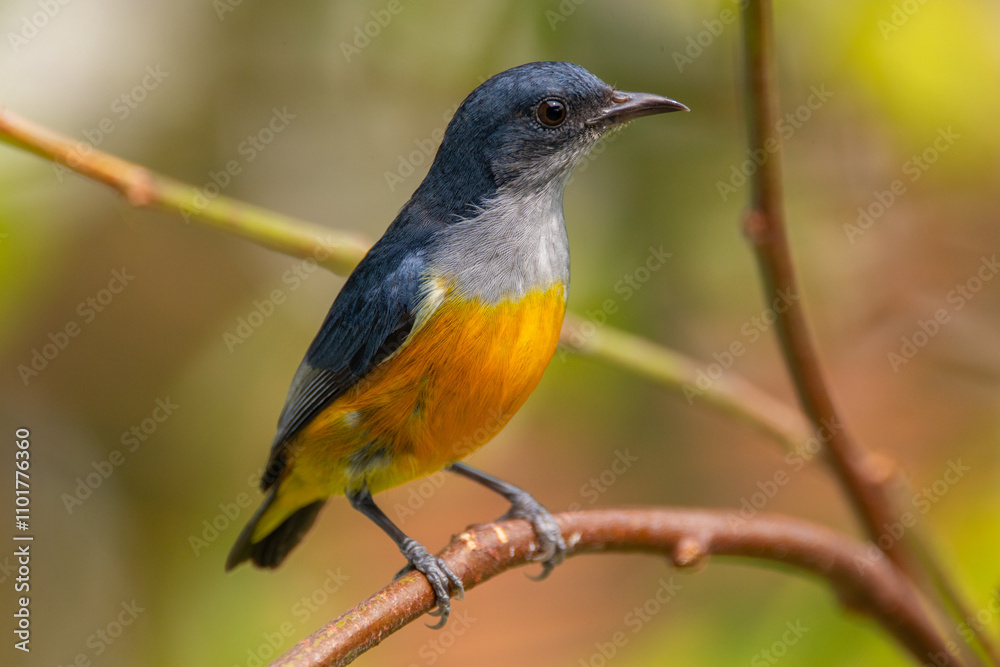 The orange-bellied flowerpecker (Dicaeum trigonostigma) is a species of bird in the family Dicaeidae The orange-bellied flowerpecker (Dicaeum trigonostigma) is a species of bird in the family Dicaeidae