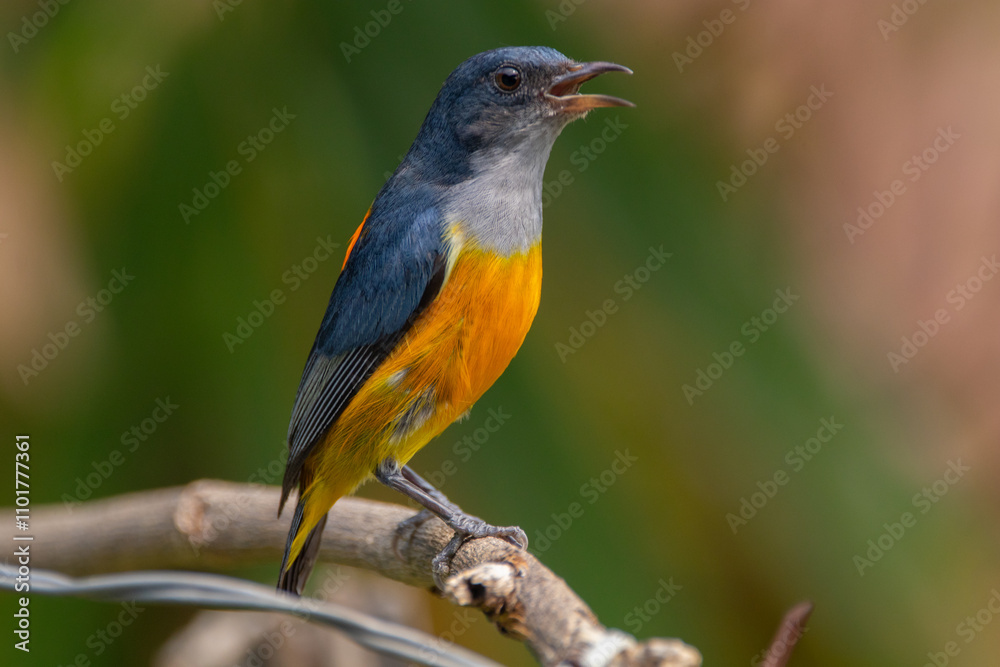 The orange-bellied flowerpecker (Dicaeum trigonostigma) is a species of bird in the family Dicaeidae The orange-bellied flowerpecker (Dicaeum trigonostigma) is a species of bird in the family Dicaeidae