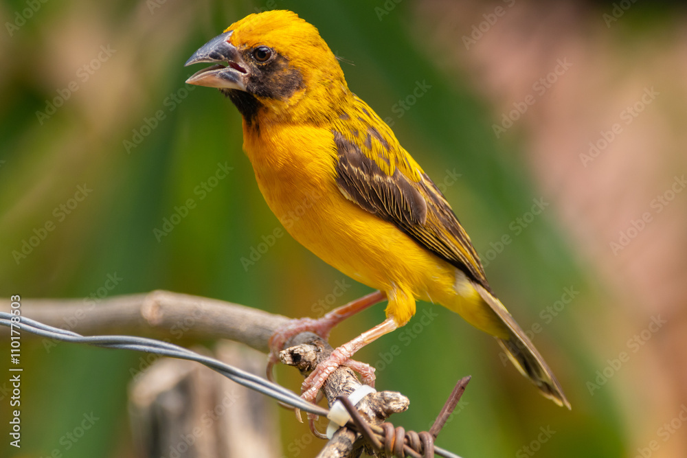 The Asian golden weaver (Ploceus hypoxanthus) is a species of bird in the family Ploceidae The Asian golden weaver (Ploceus hypoxanthus) is a species of bird in the family Ploceidae