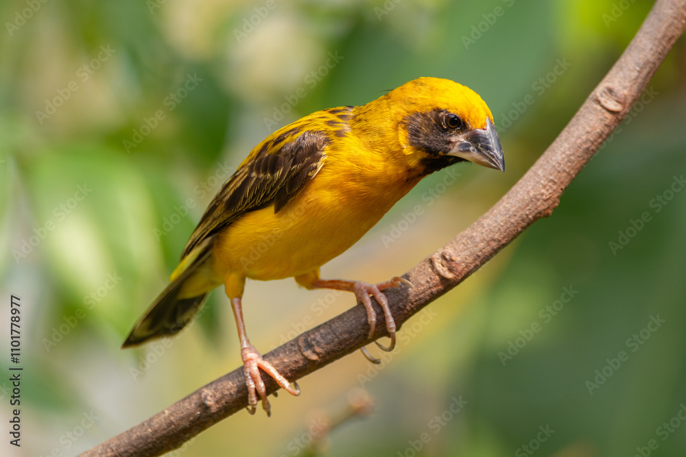 Naklejka premium The Asian golden weaver (Ploceus hypoxanthus) is a species of bird in the family Ploceidae