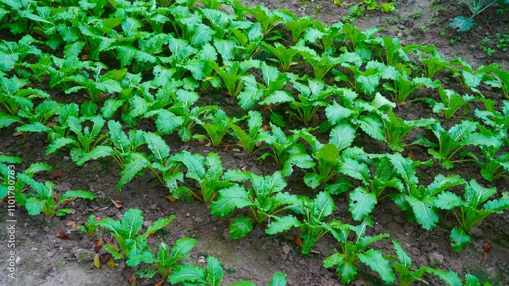 vegetables in a vegetable garden vegetables in a vegetable garden