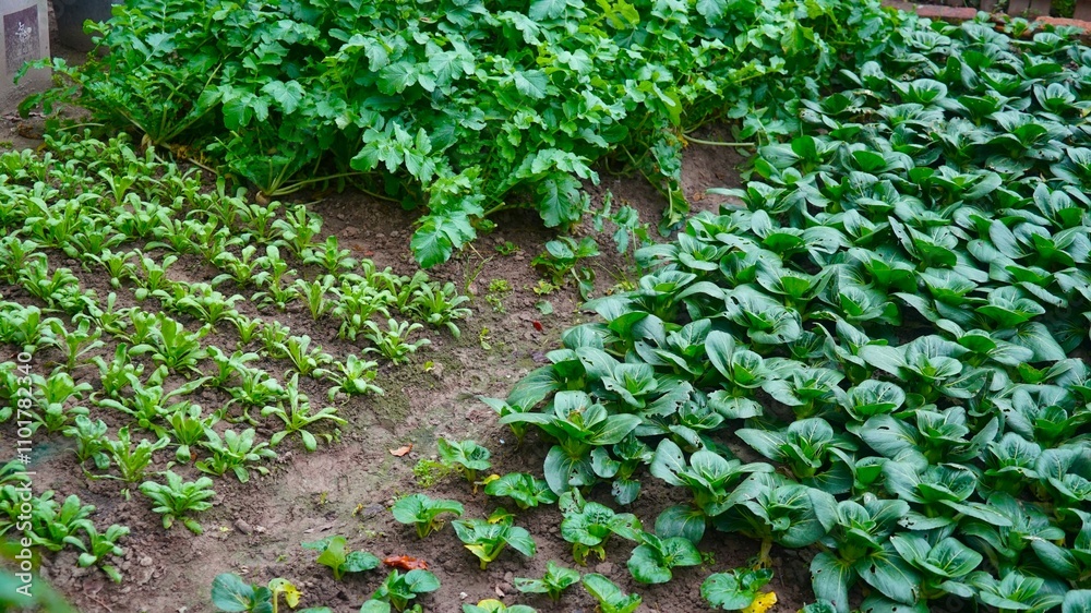 Obraz premium vegetables in a vegetable garden