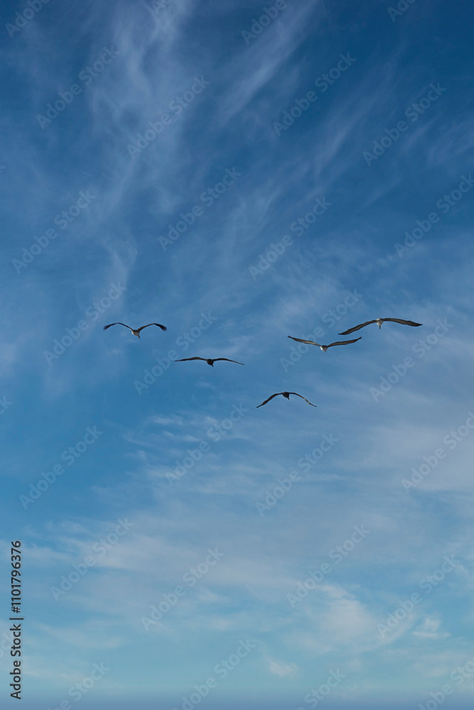 Birds in a blue sky. Birds in a blue sky.
