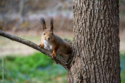 The squirrel (Sciurus vulgaris)