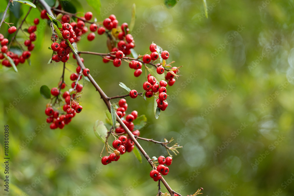 Pyroacanthus plants for Chinese medicinal materials Pyroacanthus plants for Chinese medicinal materials
