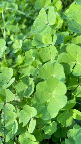 Wallpaper Mural Klee Torontodigital.ca