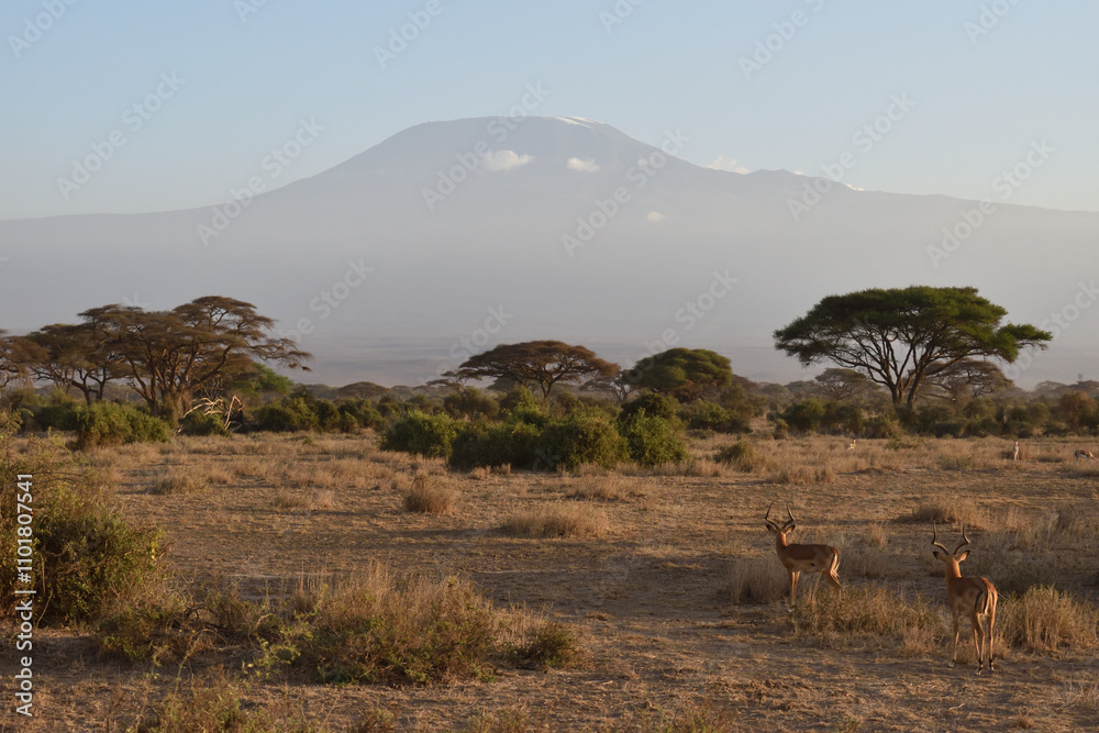 Naklejka premium giraffe in the savannah
