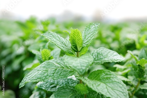 A close-up shot of a plant with green leaves, suitable for use in articles about nature, gardening or as a background element