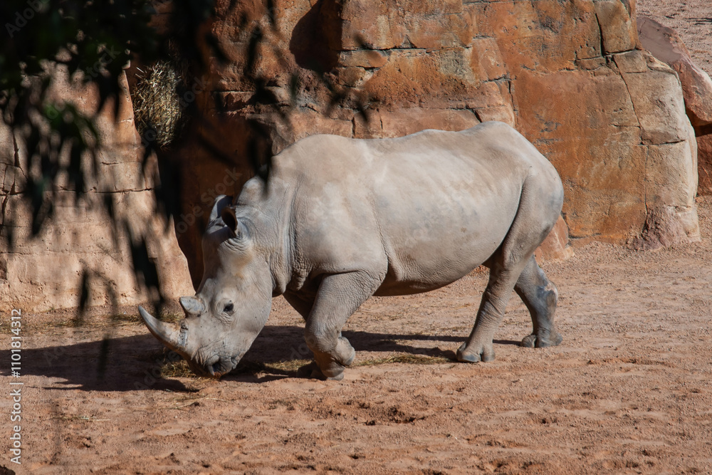 Fototapeta premium African rhinoceros in the wild