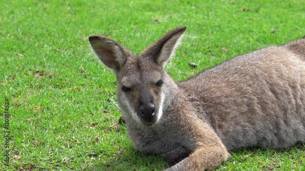 Kangaroo Australian icon animal in a meadow in Tasmania, Australia Kangaroo Australian icon animal in a meadow in Tasmania, Australia