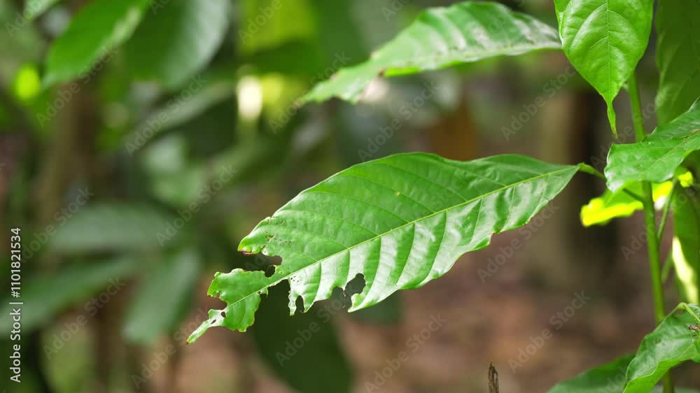 cocoa leaves eaten by beetles insects with chewed edges, pests on cacao trees cocoa leaves eaten by beetles insects with chewed edges, pests on cacao trees