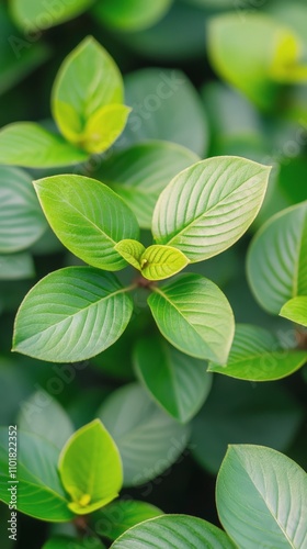 Green leaves flourishing in a lush garden setting during daylight hours