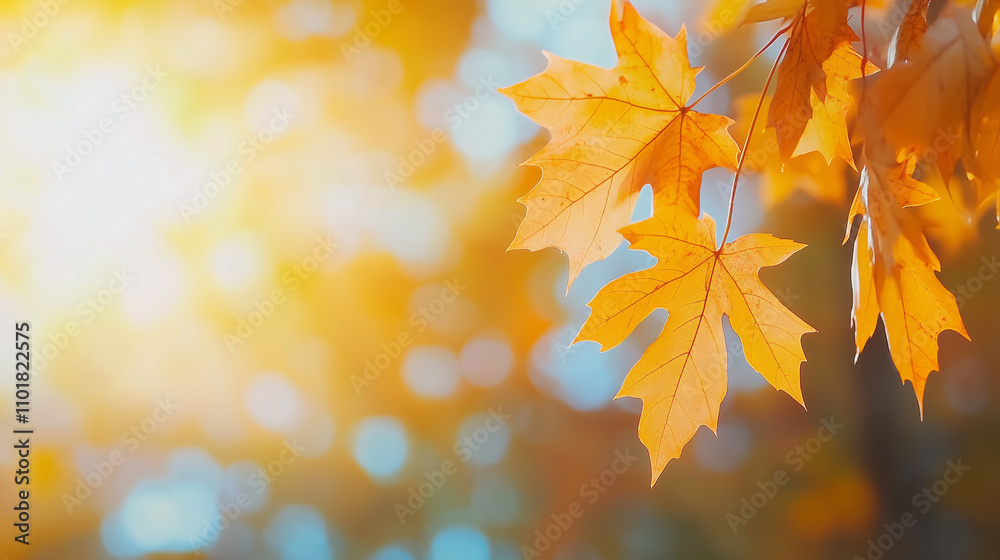 Beautiful orange and golden autumn maple leaves with blurred park background in sunlight Beautiful orange and golden autumn maple leaves with blurred park background in sunlight