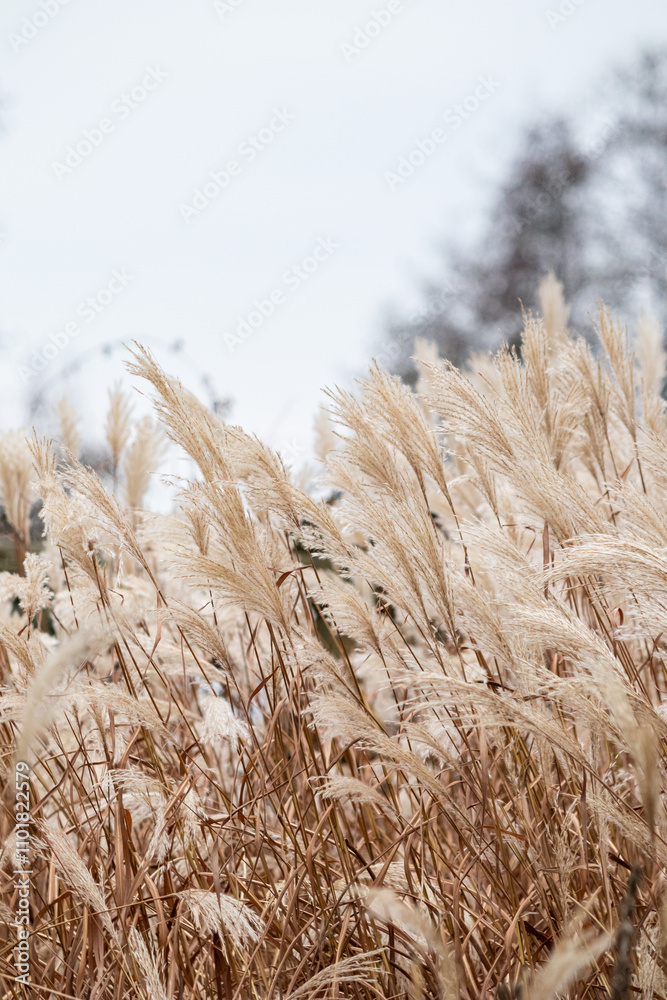 Fototapeta premium Close-Up of Miscanthus Sinensis (Chinese Silver Grass) Gently Bending in the Wind Under Natural Light, Showcasing Graceful Feathery Plumes