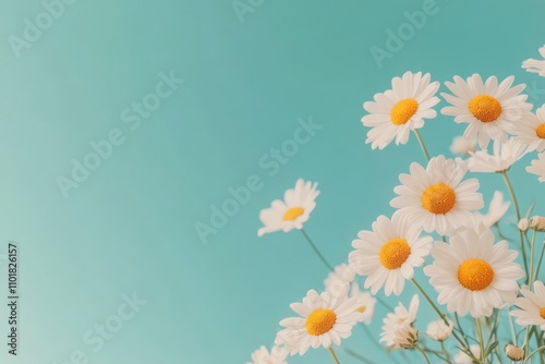 Daisies bloom against a bright turquoise sky in an early spring garden