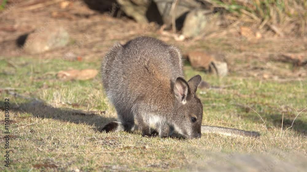 Kangaroo Australian icon animal in a meadow in Tasmania, Australia Kangaroo Australian icon animal in a meadow in Tasmania, Australia