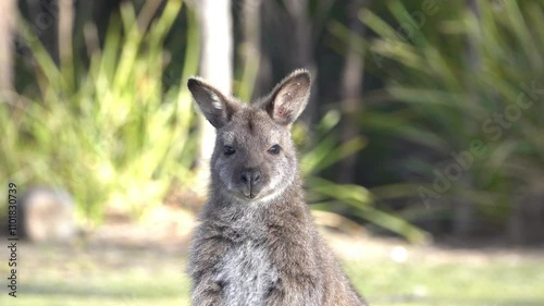 Kangaroo Australian icon animal in a meadow in Tasmania, Australia