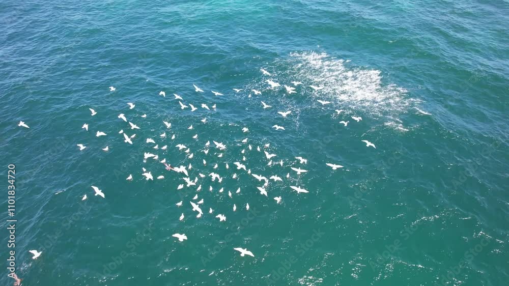 Feeding Frenzy Of Gulls - Seabirds Chasing and Catching School of Fish In The Ocean. - aerial shot Feeding Frenzy Of Gulls - Seabirds Chasing and Catching School of Fish In The Ocean. - aerial shot
