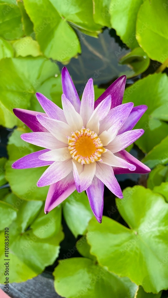A beautiful tropical lotus blooms in the water in the heart of Bangkok A beautiful tropical lotus blooms in the water in the heart of Bangkok
