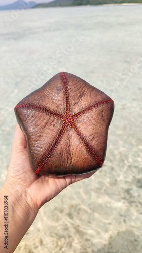 Bintang bantal bintang laut, Culcita novaeguineae. A big colorful Cushion star.