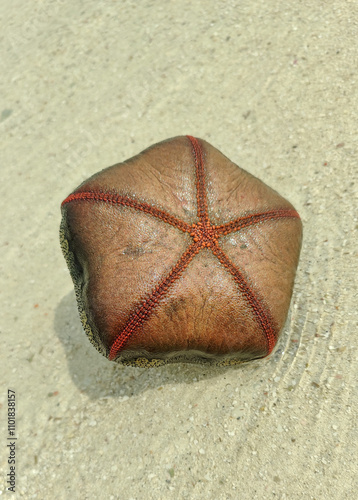 Bintang bantal bintang laut, Culcita novaeguineae. A big colorful Cushion star. photo